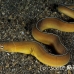 moray_whitemargined_kbraerpr1_h_0056_sul5215.jpg